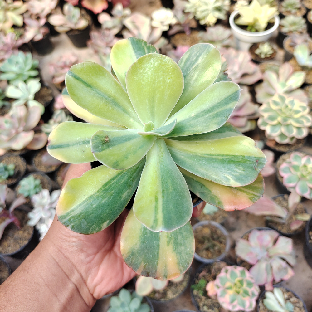 474. Echeveria Paul Bunyan Variegated - Image 6