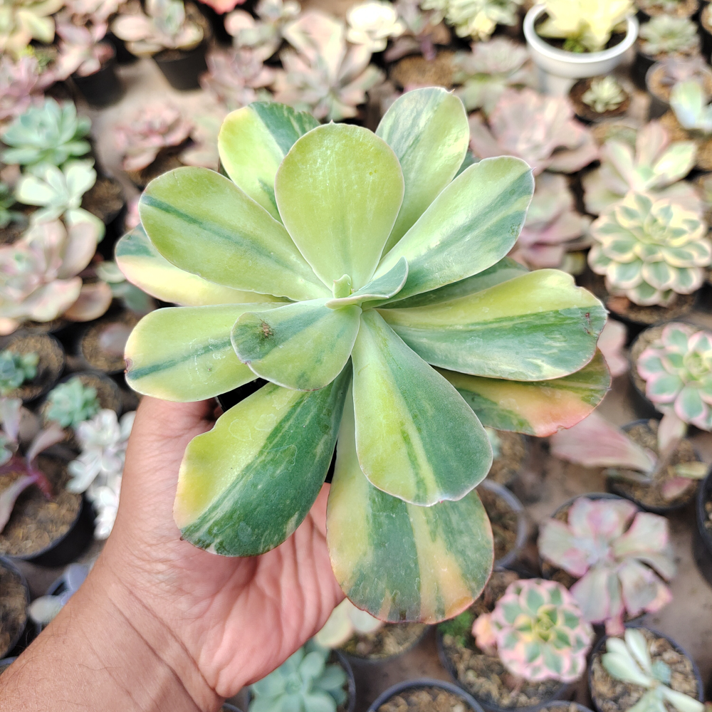 474. Echeveria Paul Bunyan Variegated - Image 5