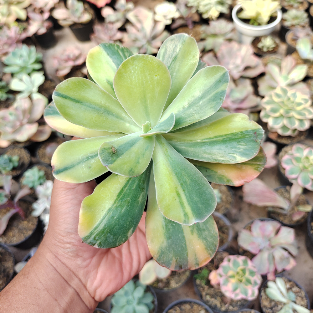 474. Echeveria Paul Bunyan Variegated - Image 4