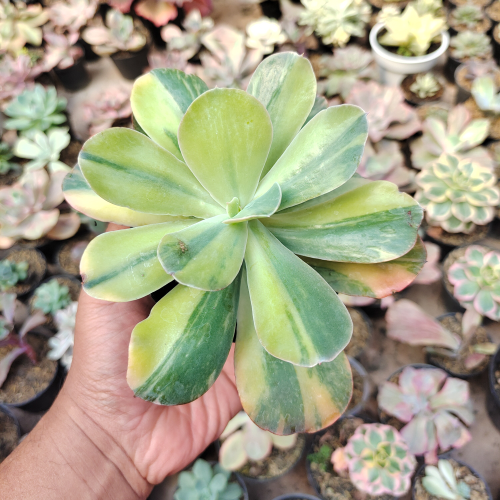 474. Echeveria Paul Bunyan Variegated - Image 3