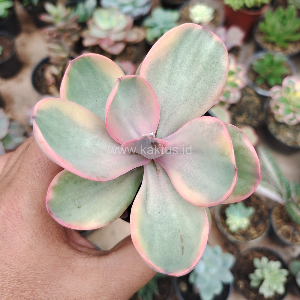 475. Echeveria Zorro Decora Variegated - Image 6