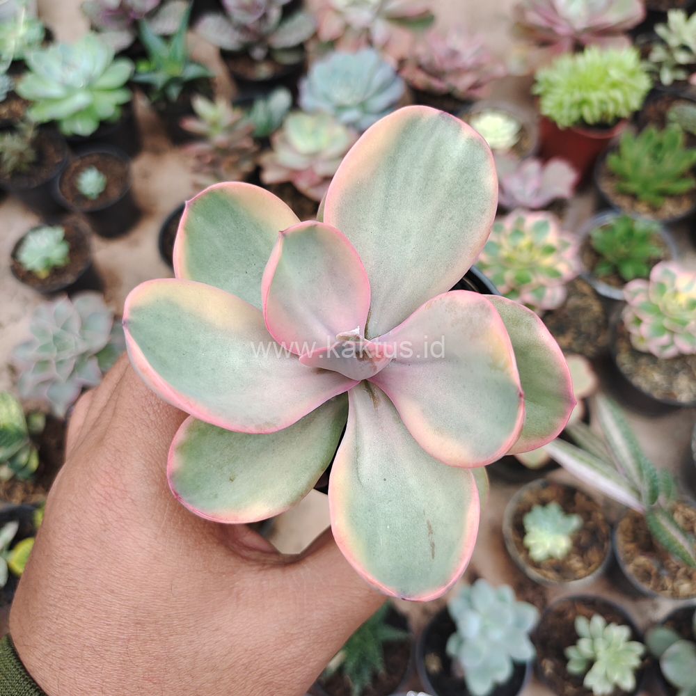 475. Echeveria Zorro Decora Variegated - Image 7