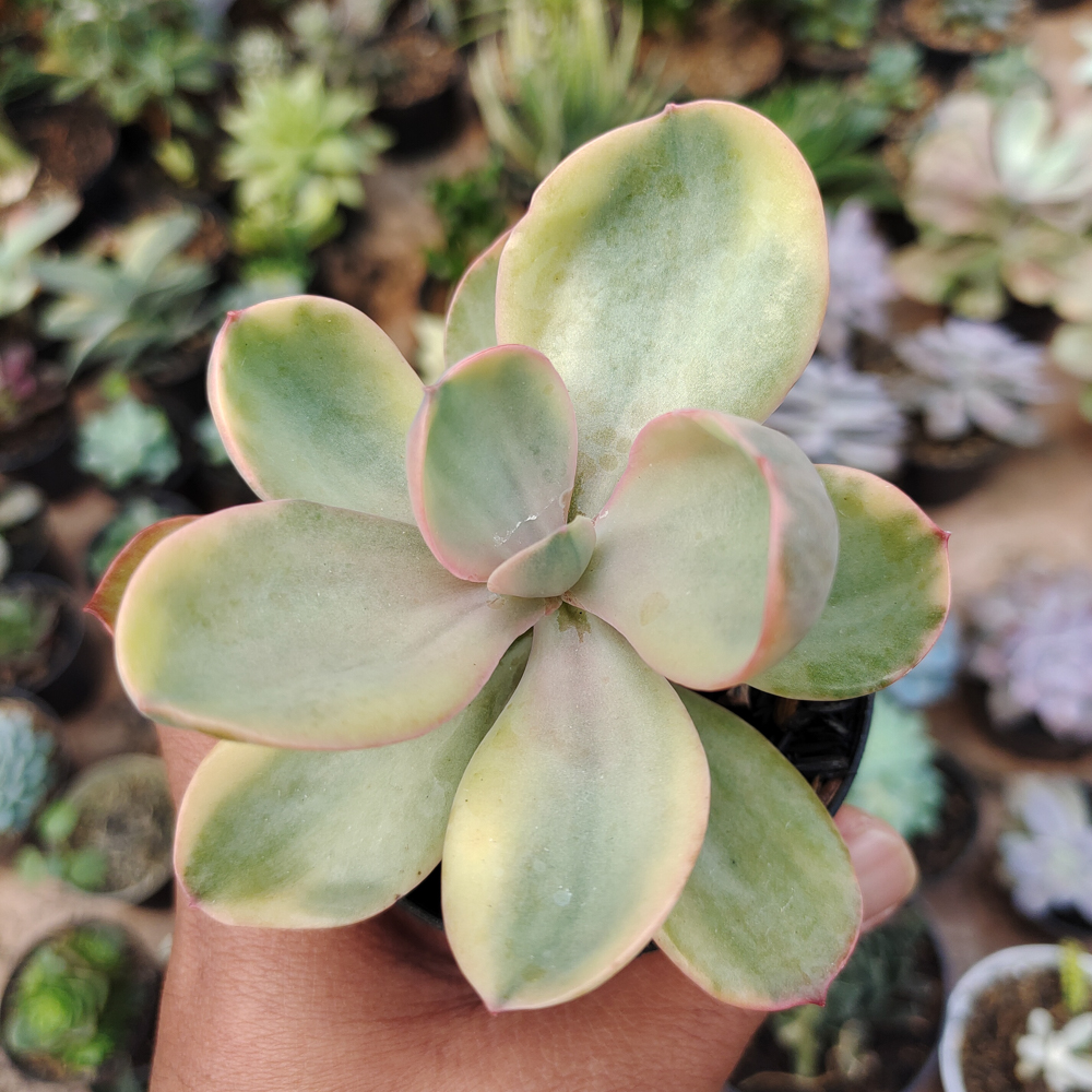 475. Echeveria Zorro Decora Variegated - Image 3