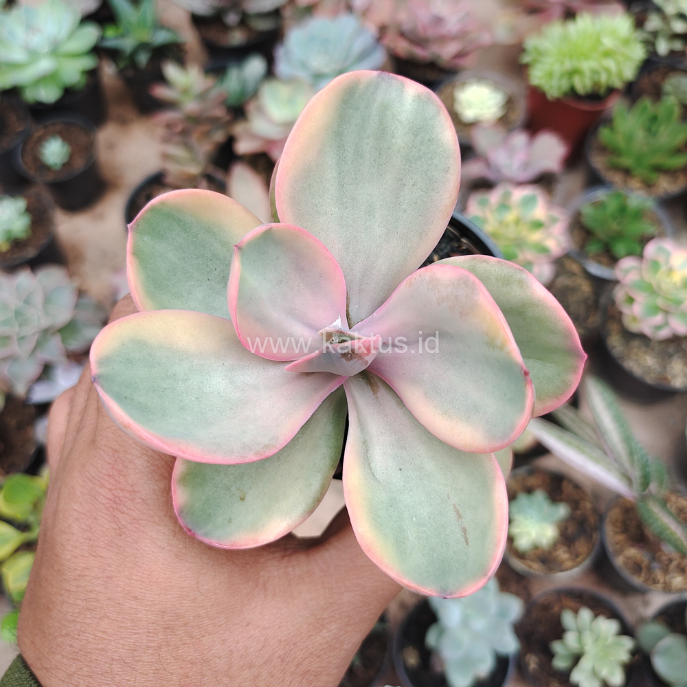 475. Echeveria Zorro Decora Variegated - Image 8