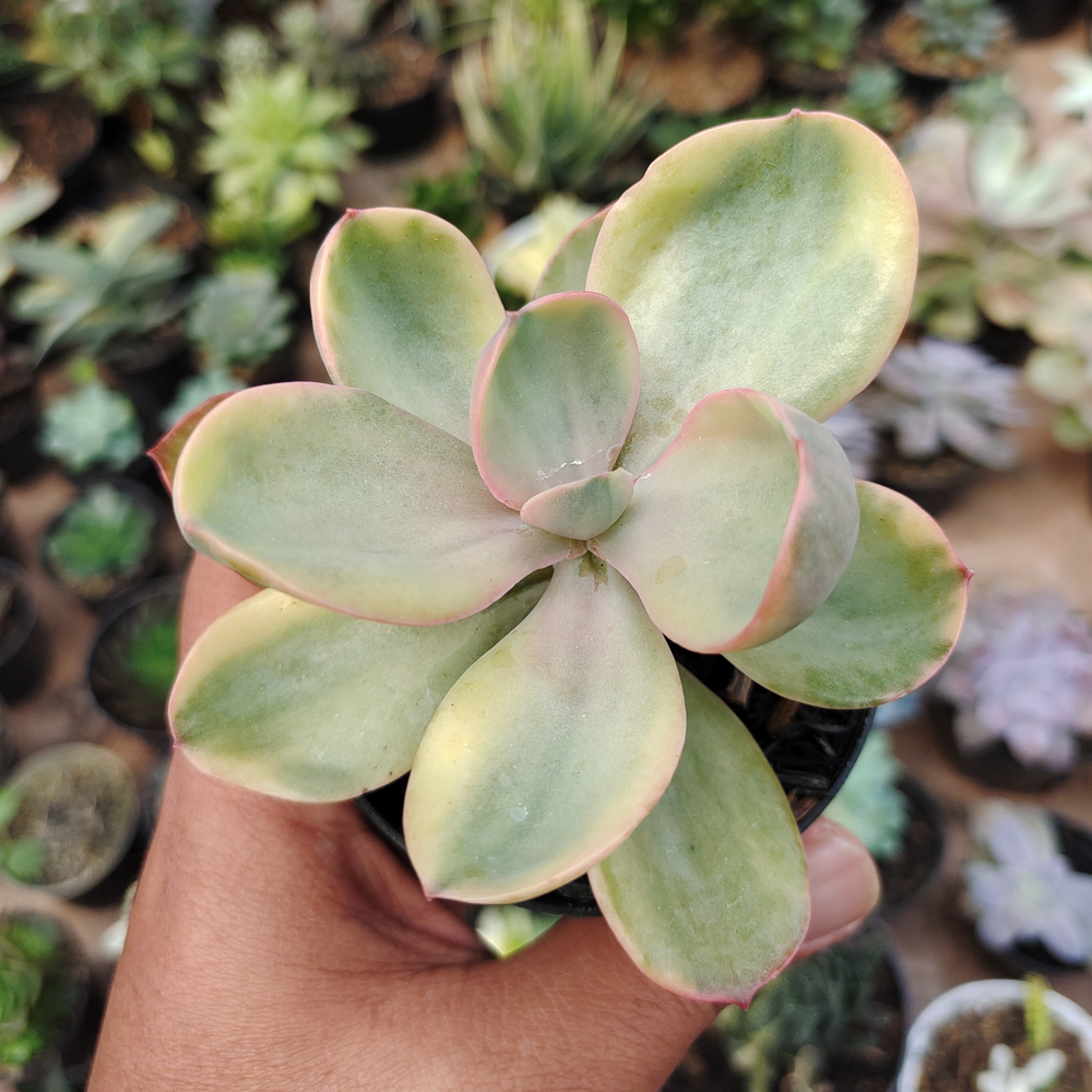 475. Echeveria Zorro Decora Variegated - Image 4