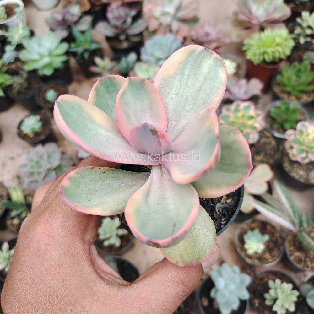 475. Echeveria Zorro Decora Variegated - Image 9