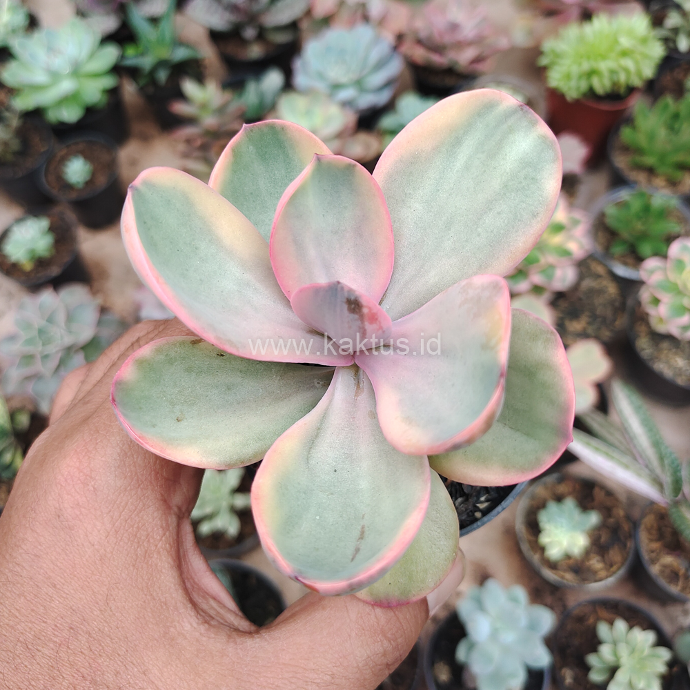 475. Echeveria Zorro Decora Variegated - Image 10