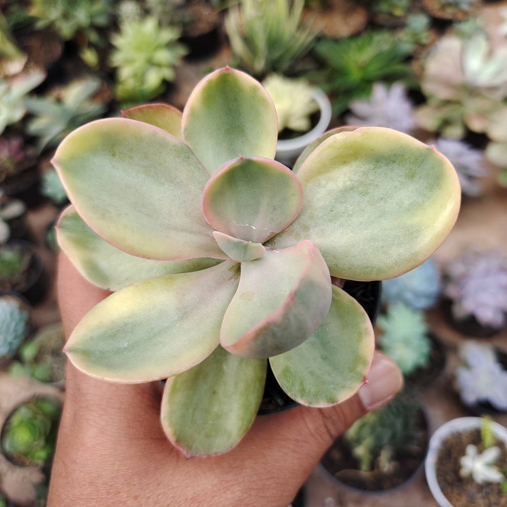 475. Echeveria Zorro Decora Variegated - Image 2