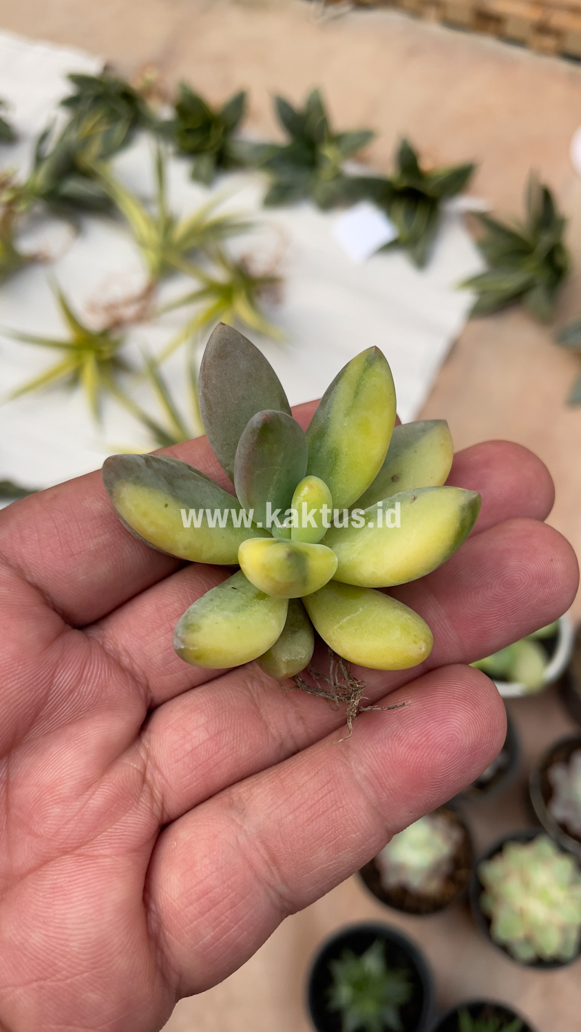477. Pachyveria Dr. Cornelius Variegated - Image 4