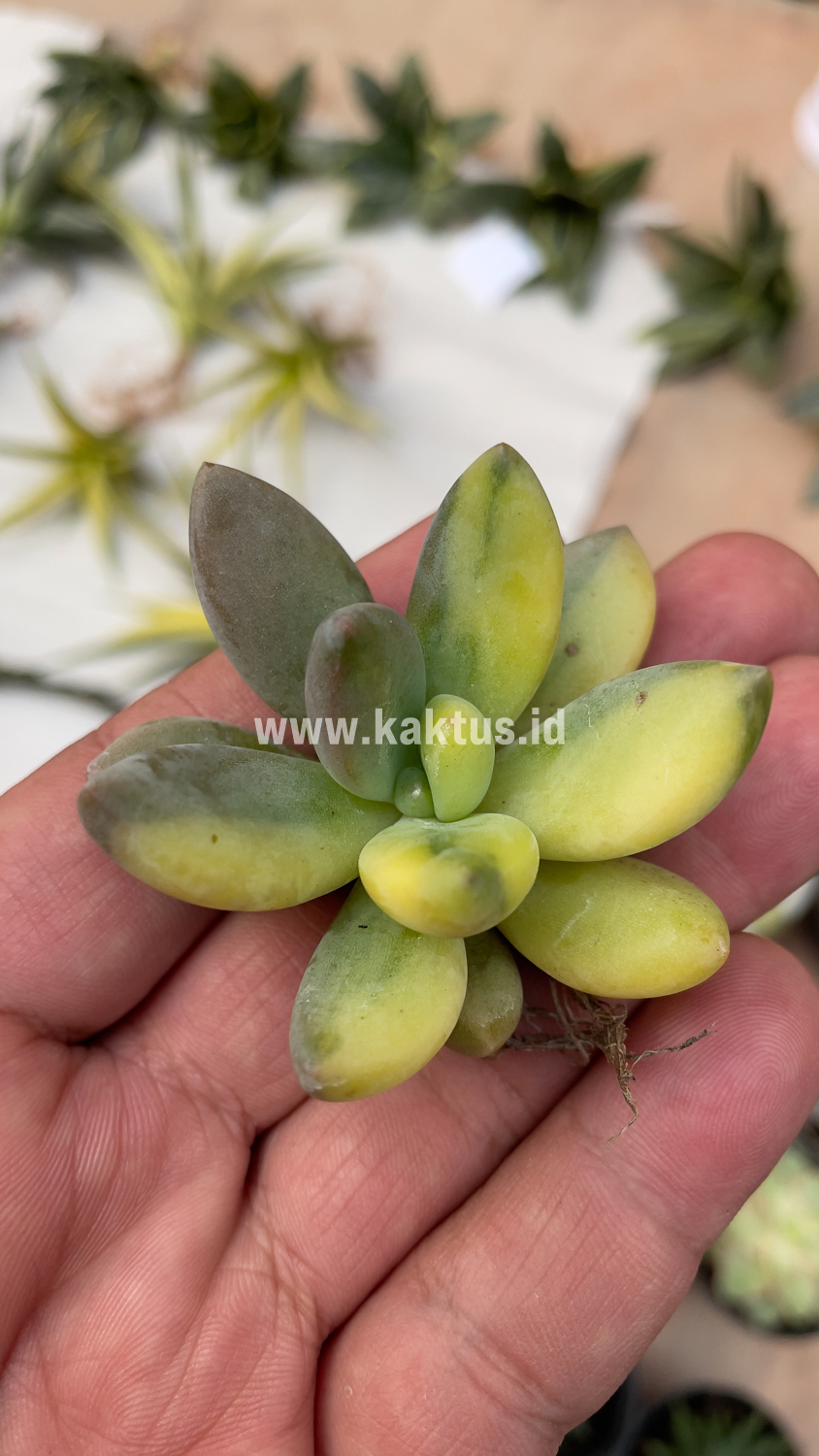 477. Pachyveria Dr. Cornelius Variegated - Image 18