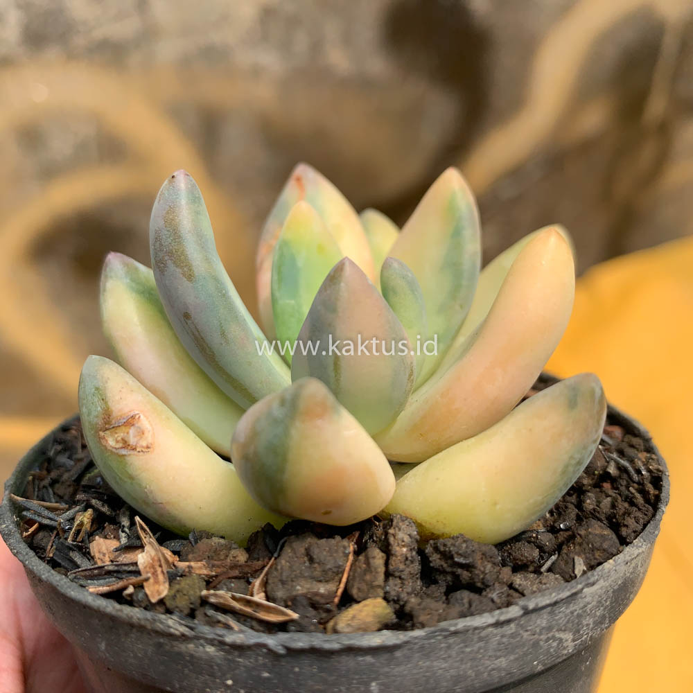 477. Pachyveria Dr. Cornelius Variegated - Image 19