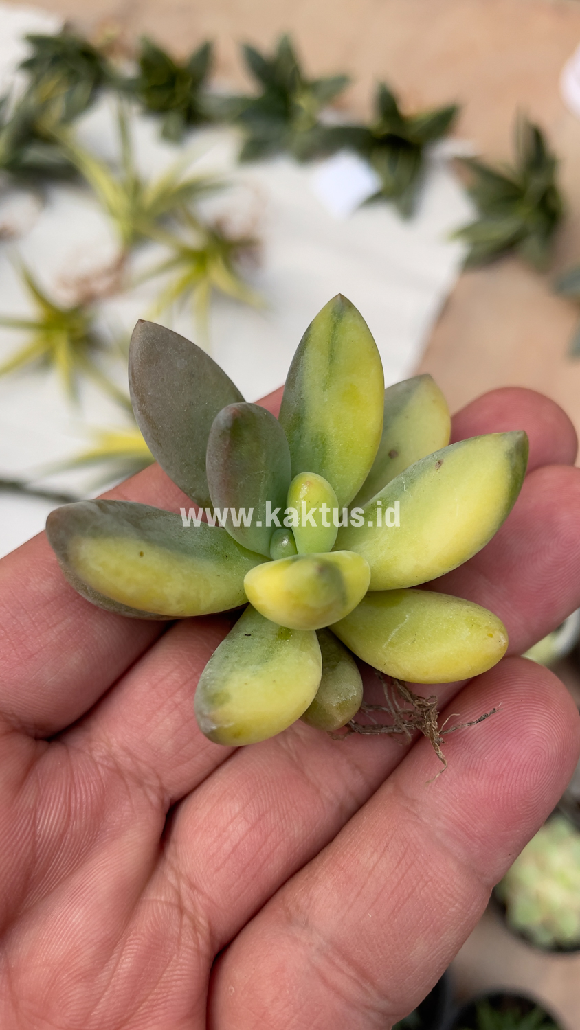 477. Pachyveria Dr. Cornelius Variegated - Image 22