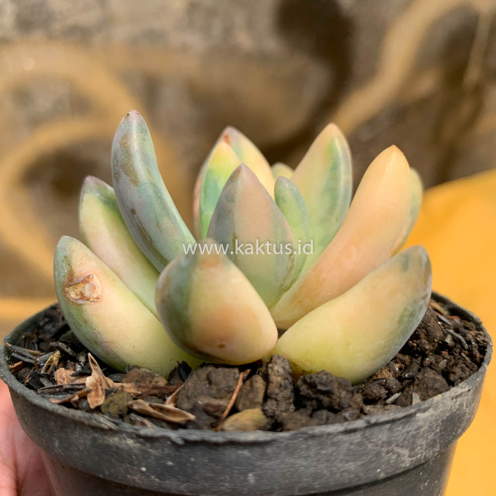 477. Pachyveria Dr. Cornelius Variegated - Image 21