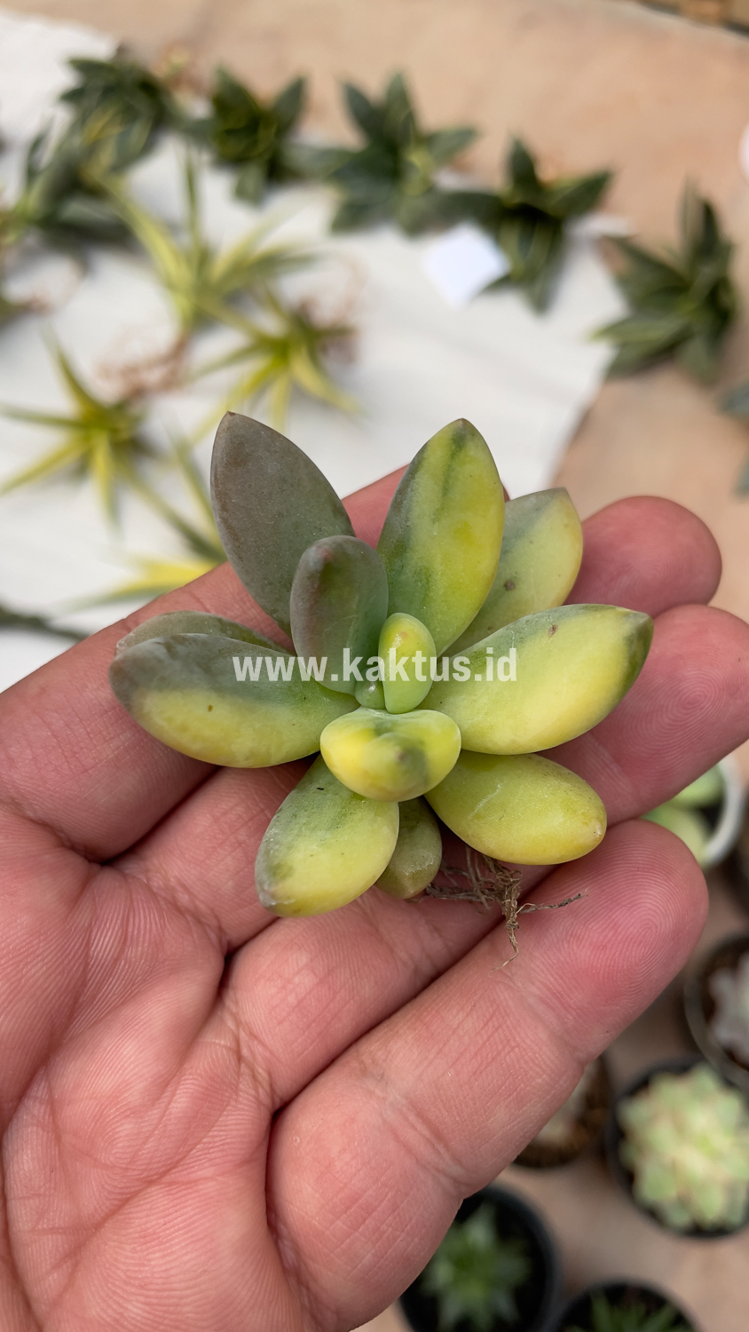 477. Pachyveria Dr. Cornelius Variegated - Image 7