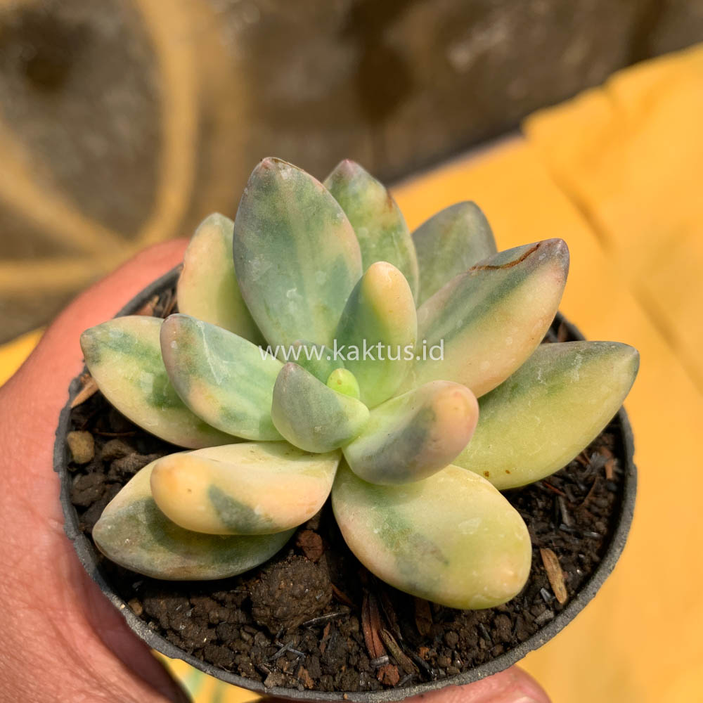 477. Pachyveria Dr. Cornelius Variegated - Image 10