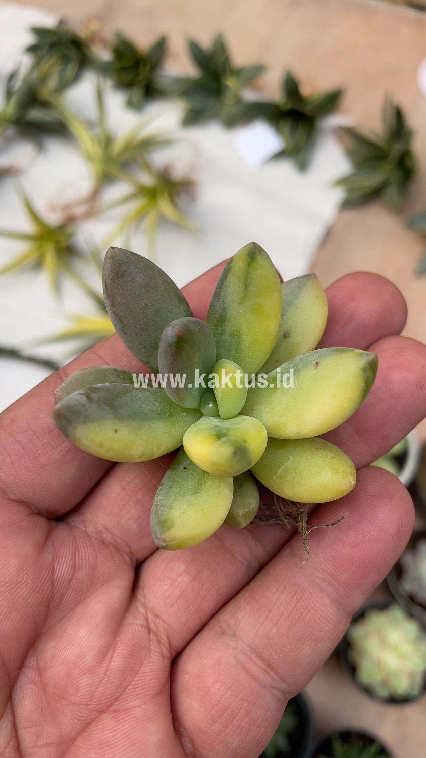 477. Pachyveria Dr. Cornelius Variegated - Image 3