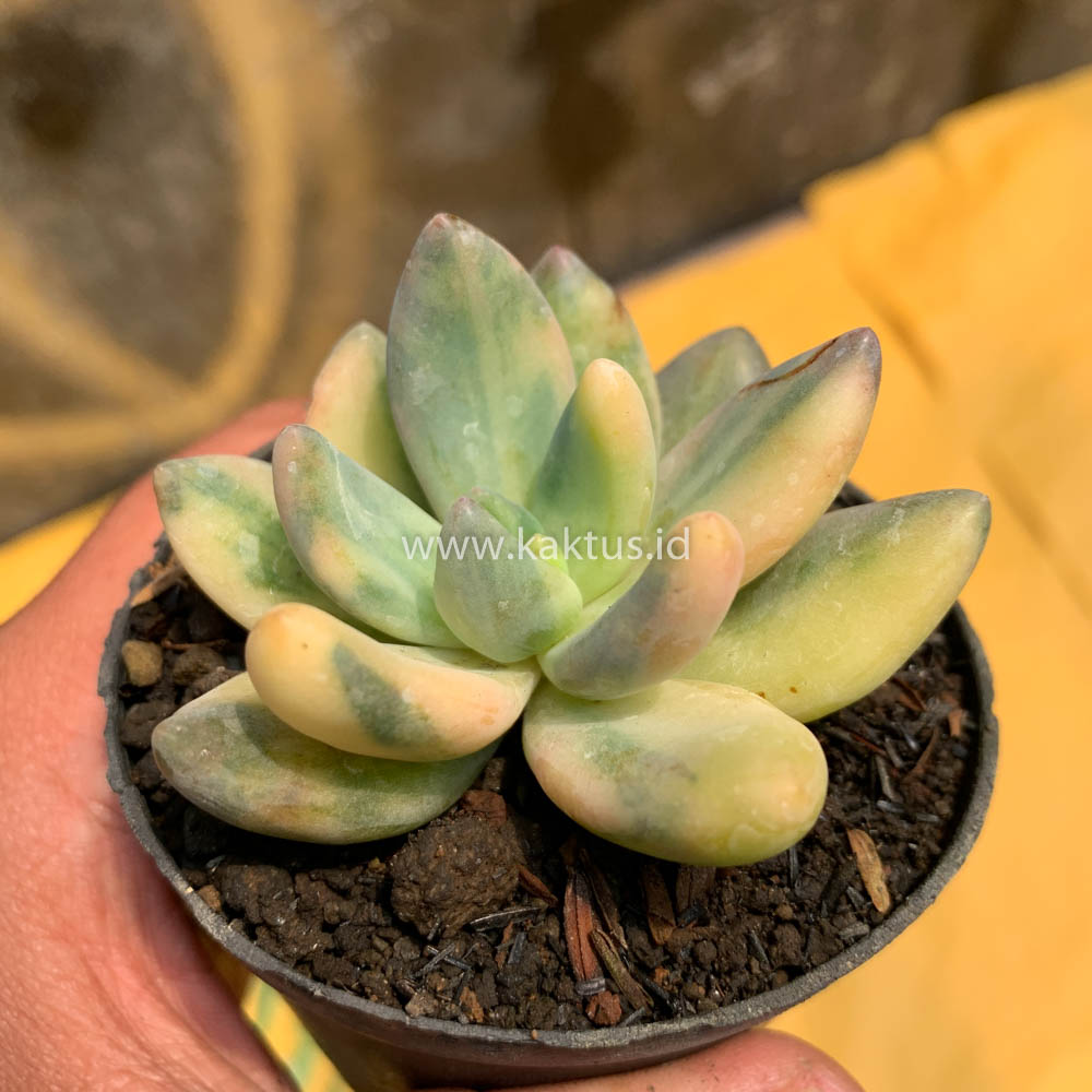 477. Pachyveria Dr. Cornelius Variegated - Image 12