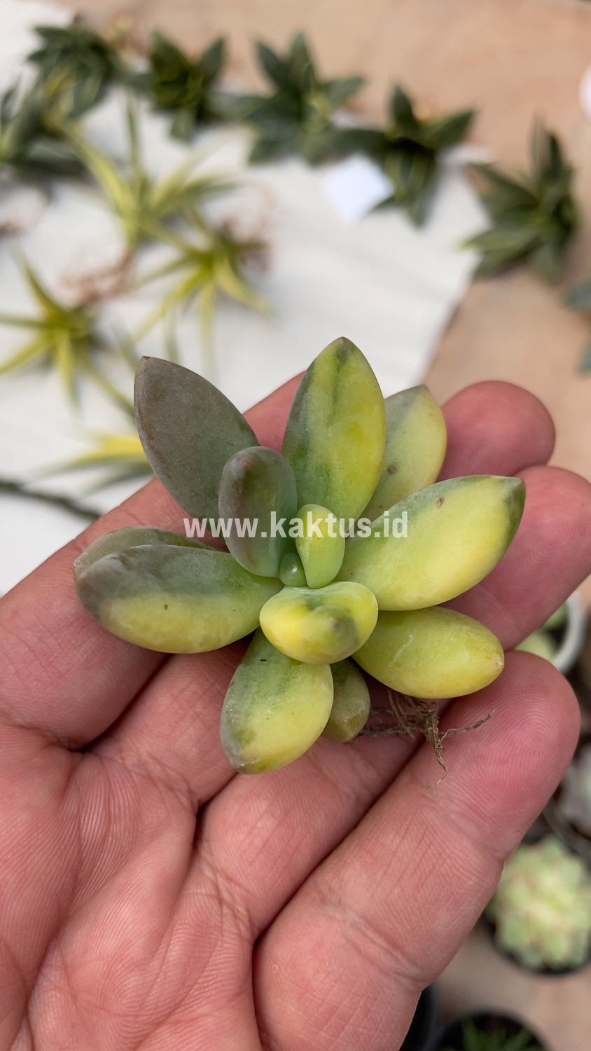 477. Pachyveria Dr. Cornelius Variegated - Image 5