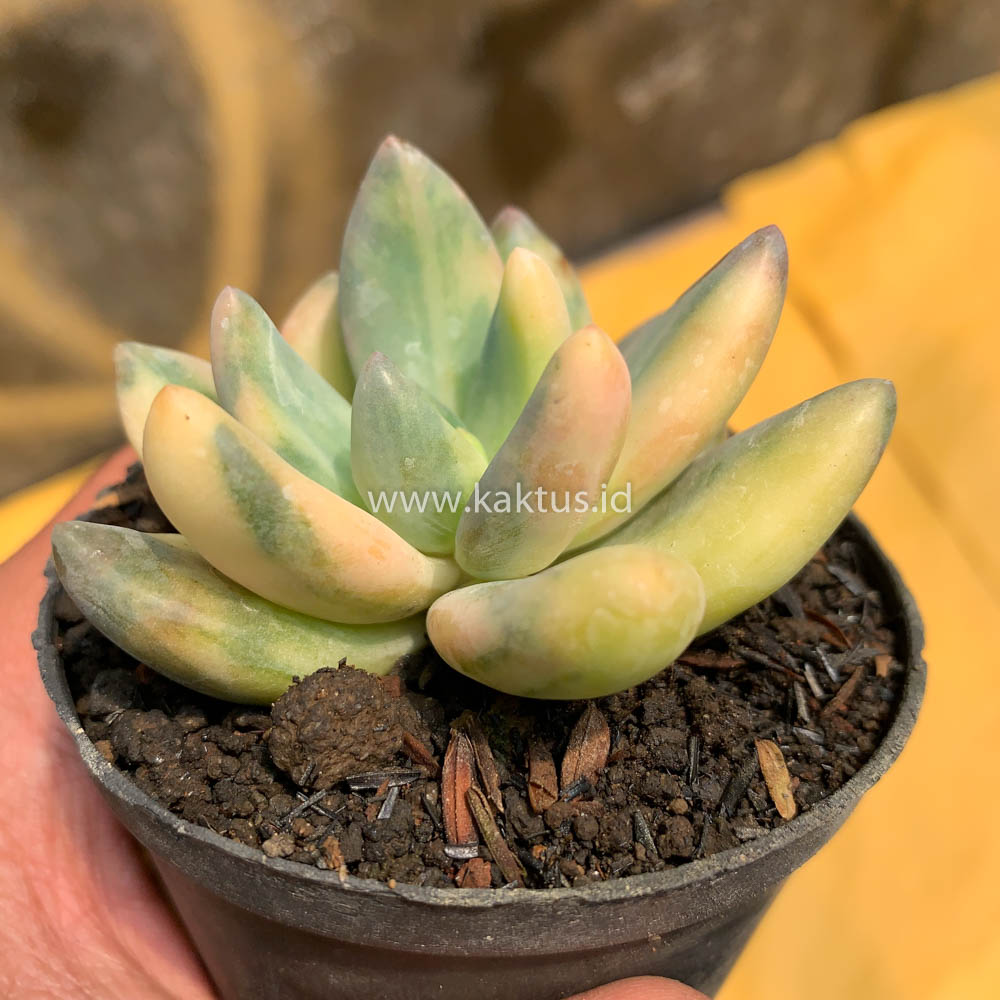477. Pachyveria Dr. Cornelius Variegated - Image 2