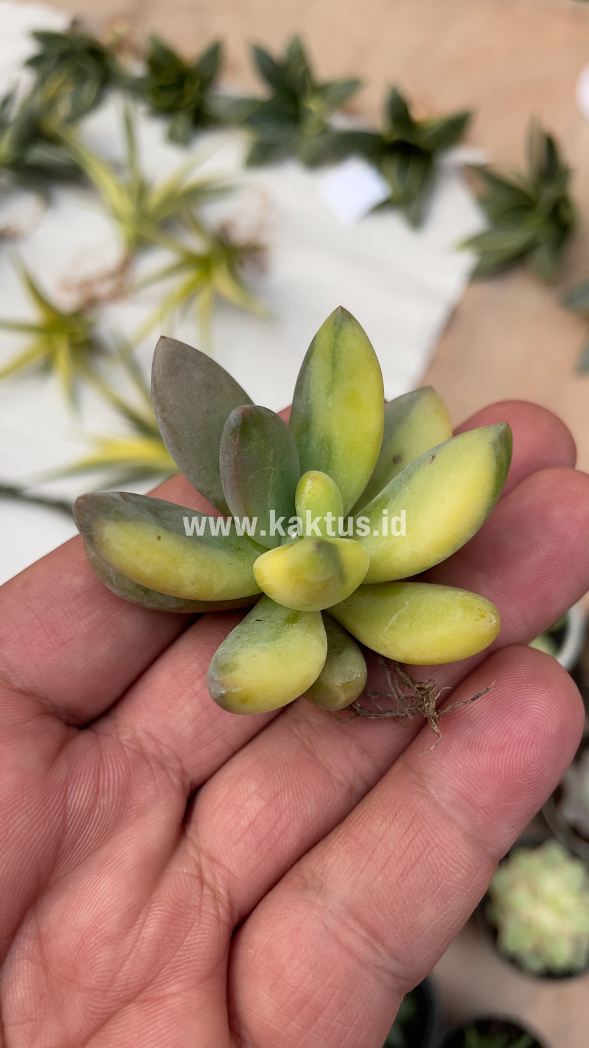 477. Pachyveria Dr. Cornelius Variegated - Image 9