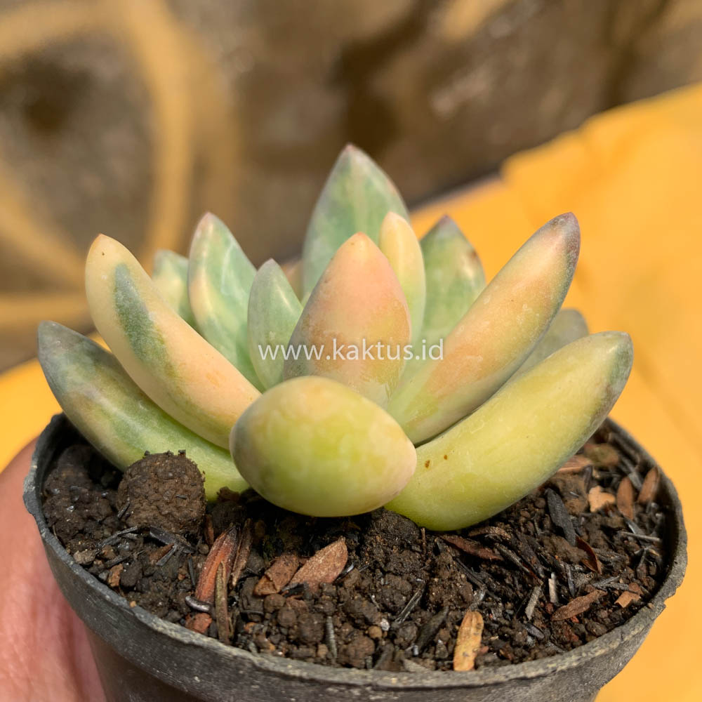 477. Pachyveria Dr. Cornelius Variegated - Image 14