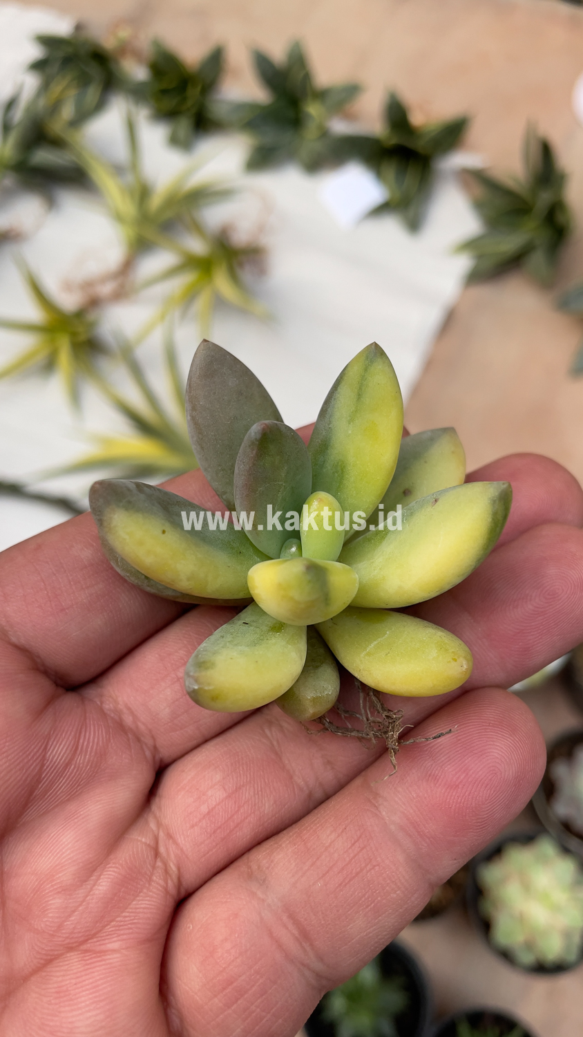 477. Pachyveria Dr. Cornelius Variegated - Image 11