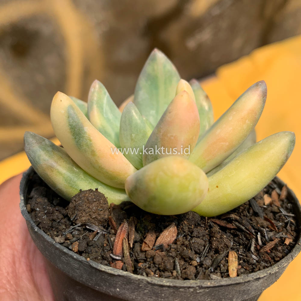 477. Pachyveria Dr. Cornelius Variegated - Image 16