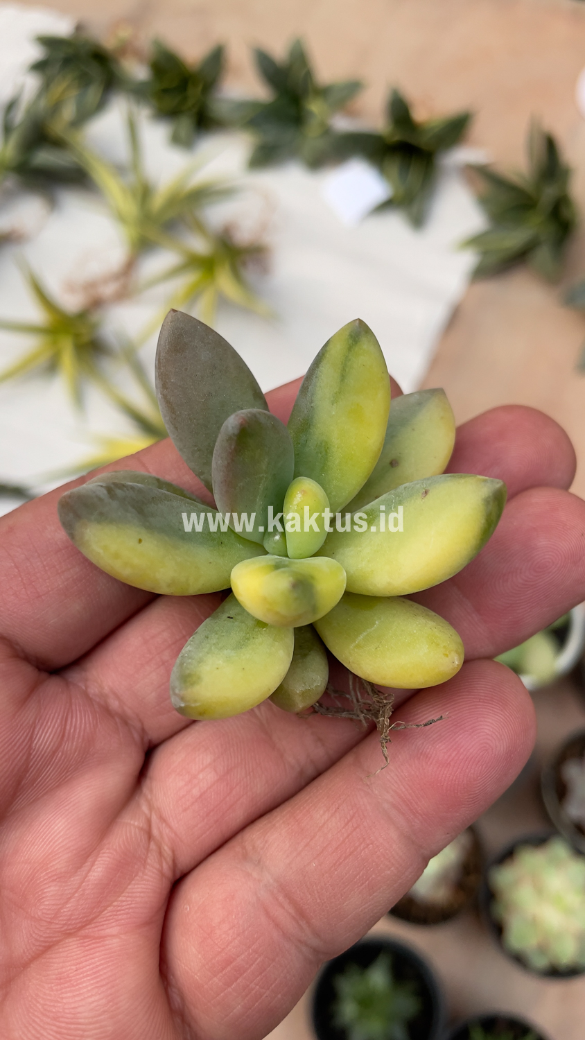 477. Pachyveria Dr. Cornelius Variegated - Image 13