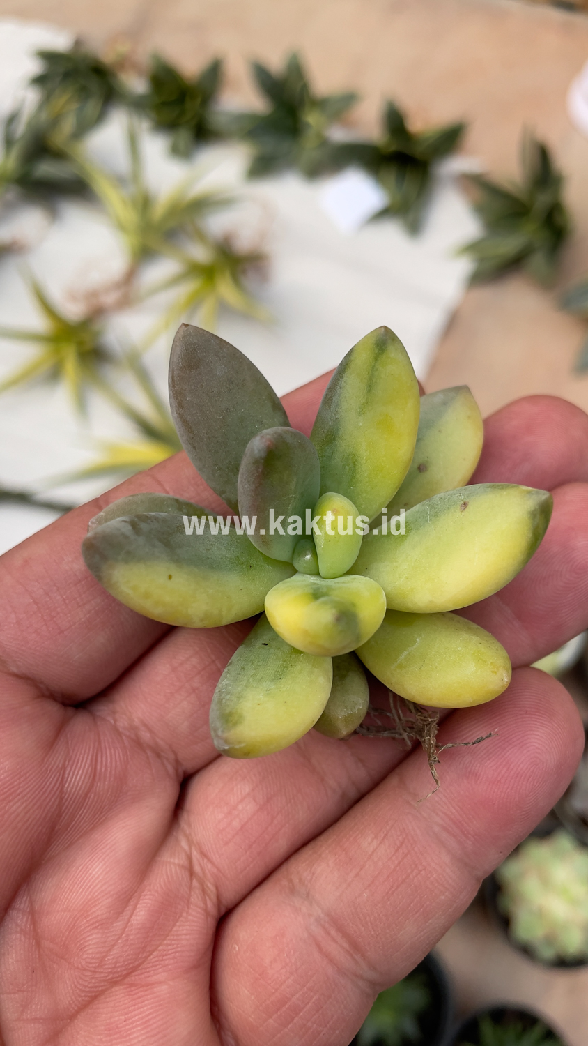 477. Pachyveria Dr. Cornelius Variegated - Image 23