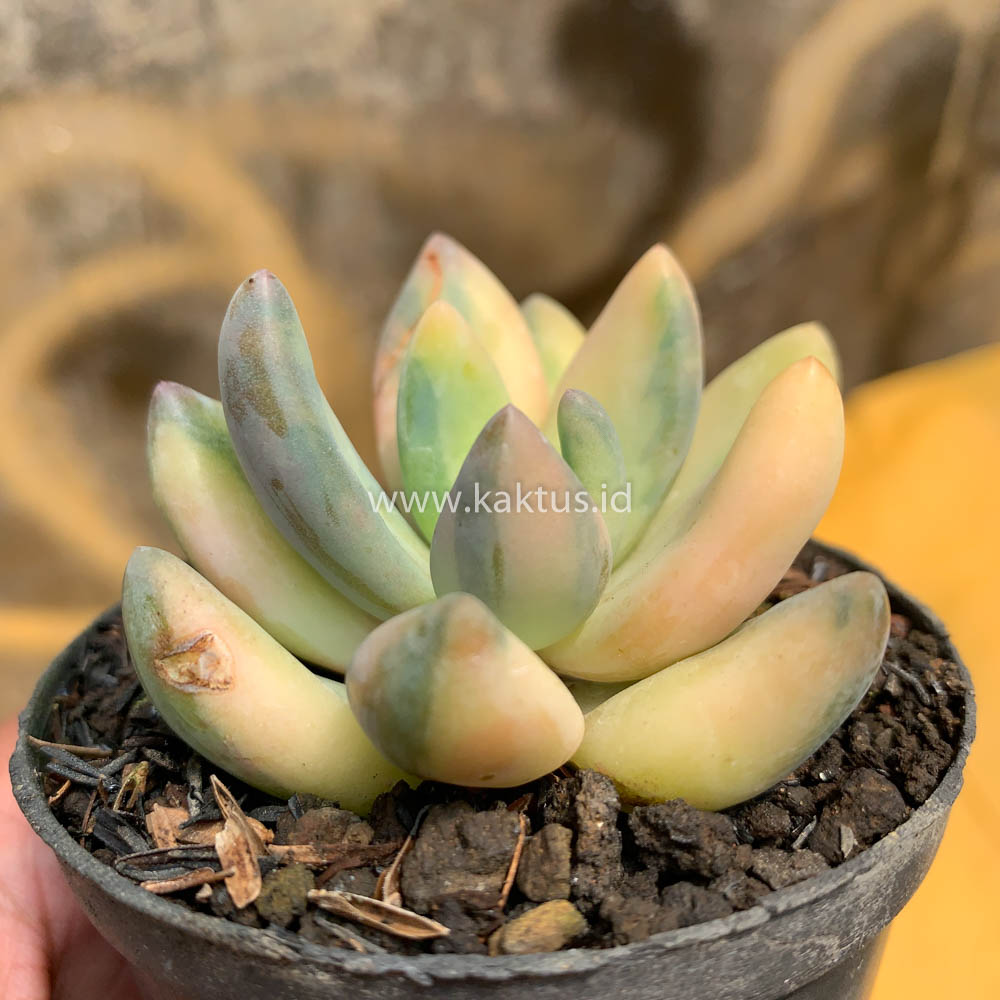 477. Pachyveria Dr. Cornelius Variegated - Image 6