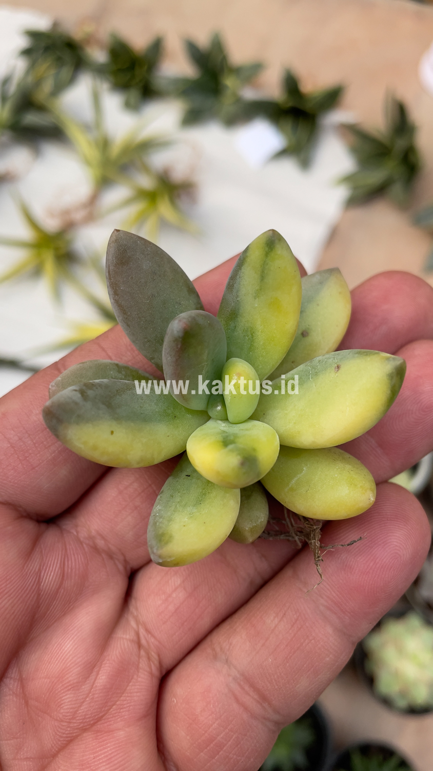 477. Pachyveria Dr. Cornelius Variegated - Image 20