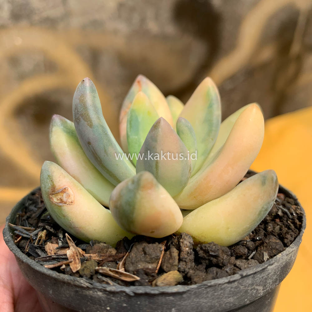 477. Pachyveria Dr. Cornelius Variegated - Image 17