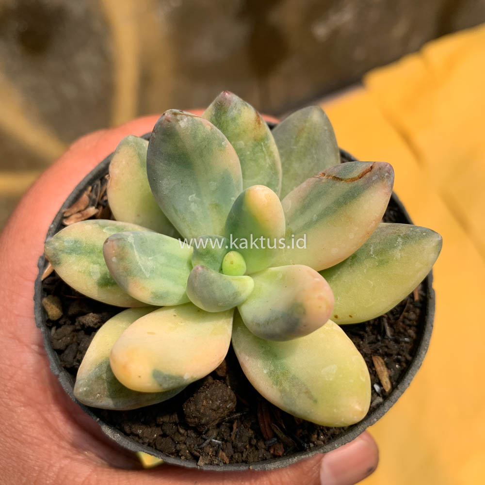 477. Pachyveria Dr. Cornelius Variegated - Image 8