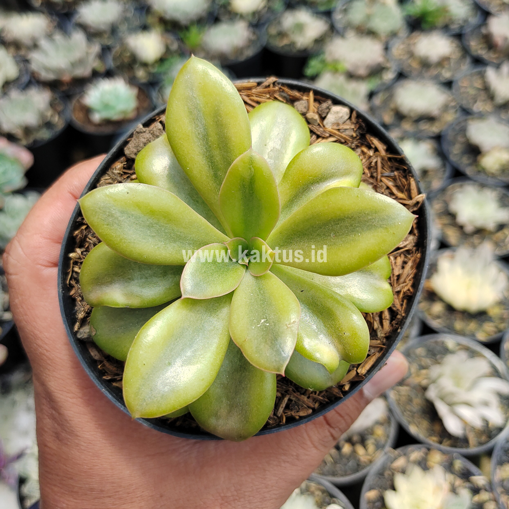 478. Echeveria Rubromarginata Aurea Variegated - Image 4