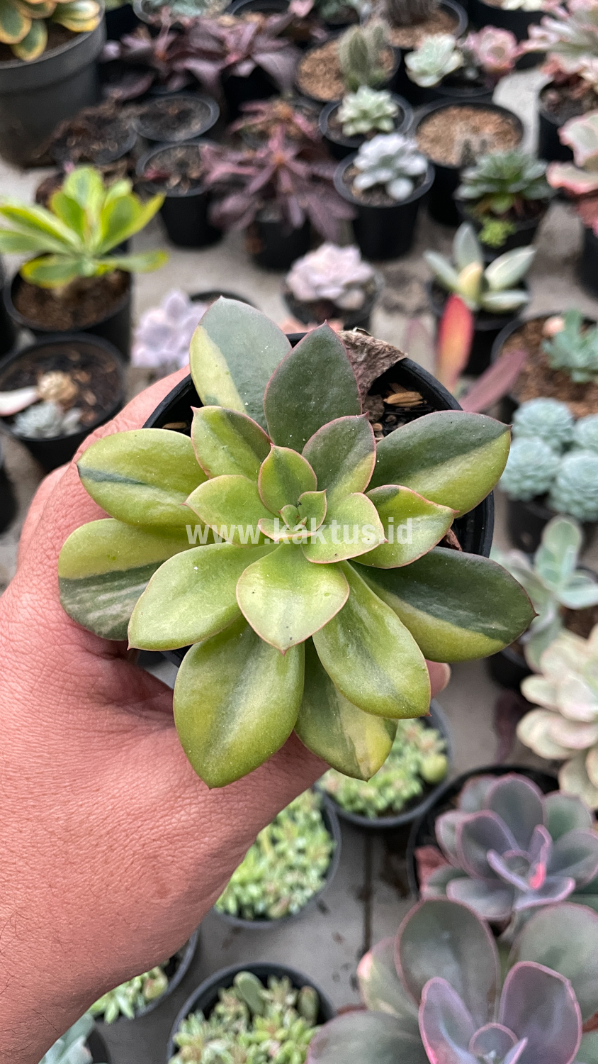 478. Echeveria Rubromarginata Aurea Variegated - Image 29