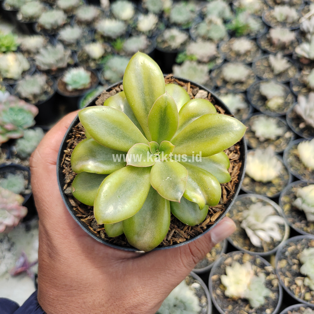 478. Echeveria Rubromarginata Aurea Variegated - Image 6