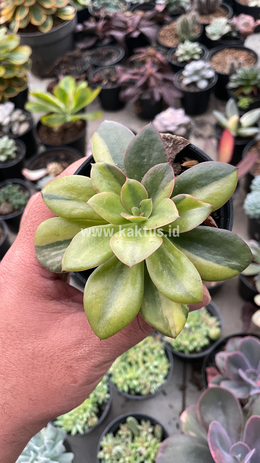 478. Echeveria Rubromarginata Aurea Variegated - Image 21