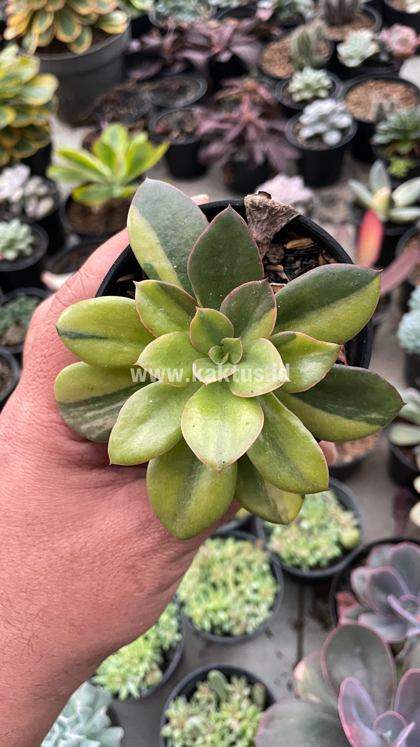 478. Echeveria Rubromarginata Aurea Variegated - Image 20