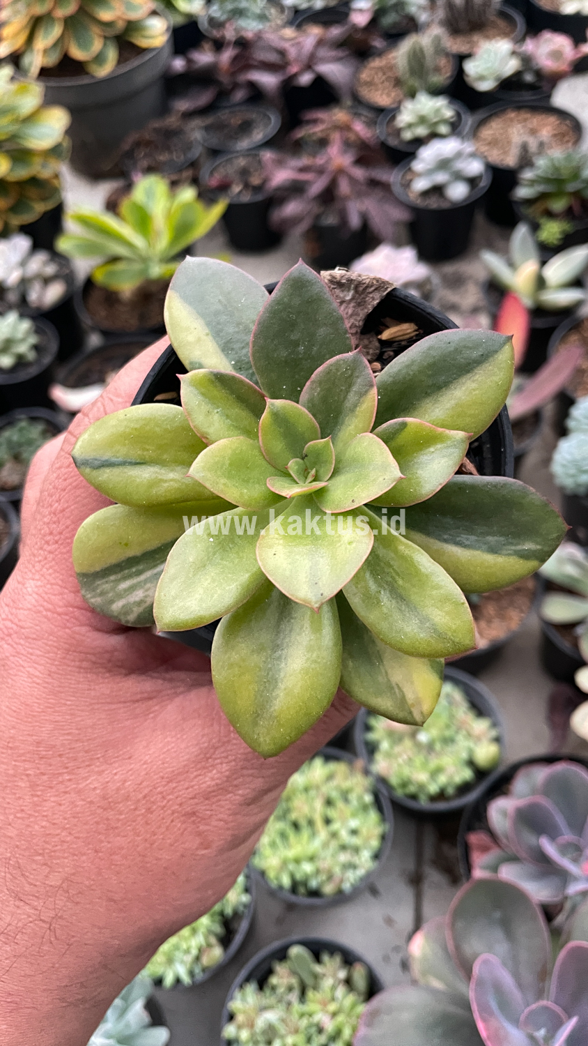 478. Echeveria Rubromarginata Aurea Variegated - Image 19