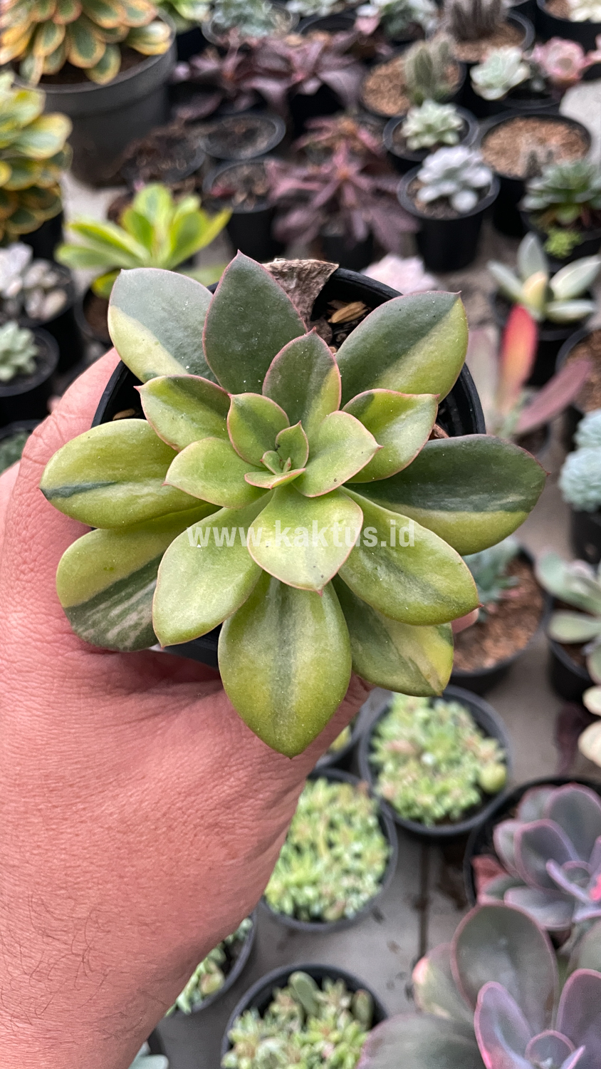 478. Echeveria Rubromarginata Aurea Variegated - Image 18