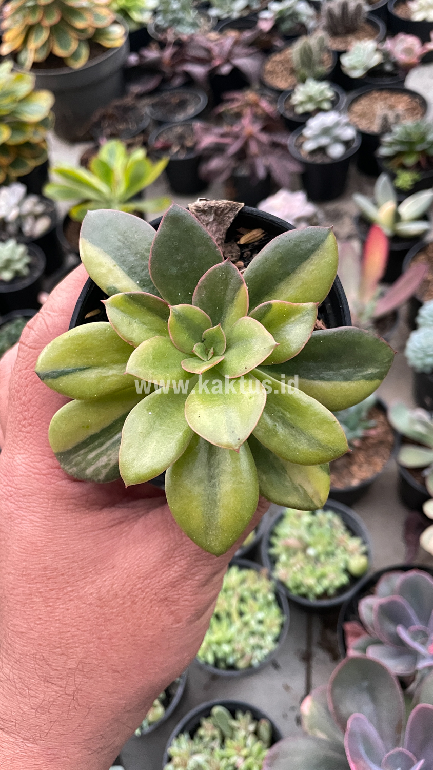 478. Echeveria Rubromarginata Aurea Variegated - Image 17