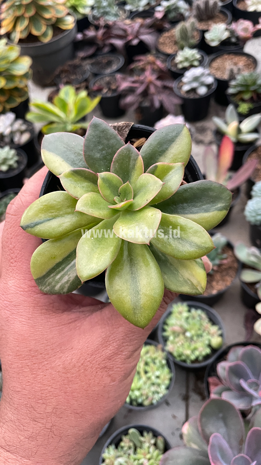 478. Echeveria Rubromarginata Aurea Variegated - Image 16