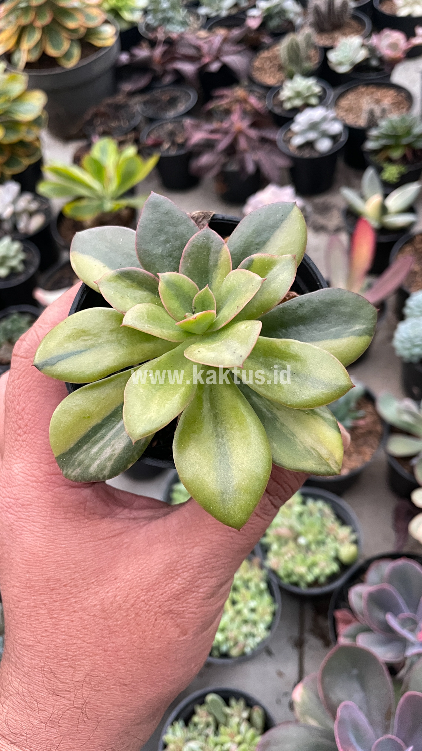 478. Echeveria Rubromarginata Aurea Variegated - Image 15
