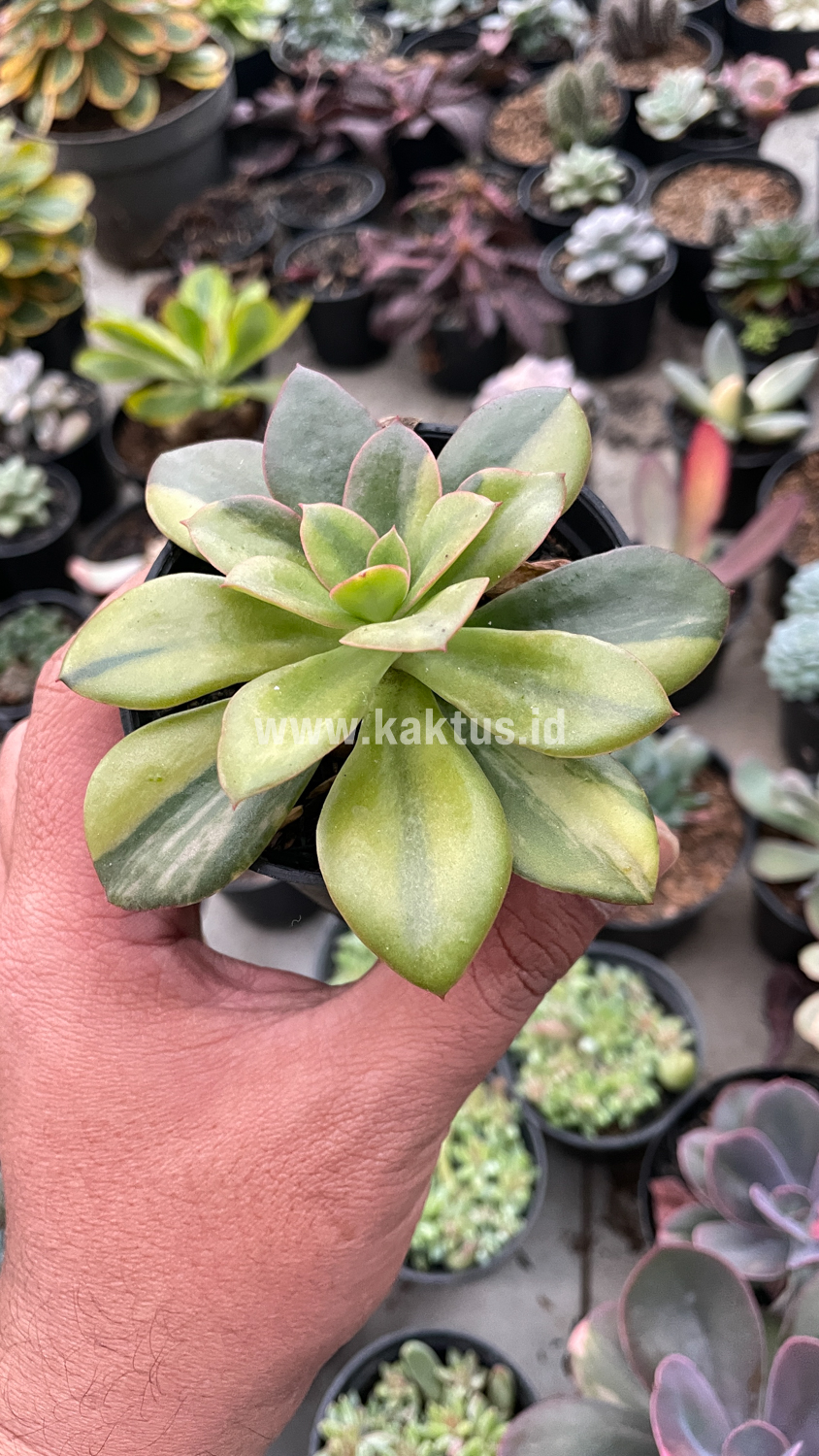 478. Echeveria Rubromarginata Aurea Variegated - Image 14