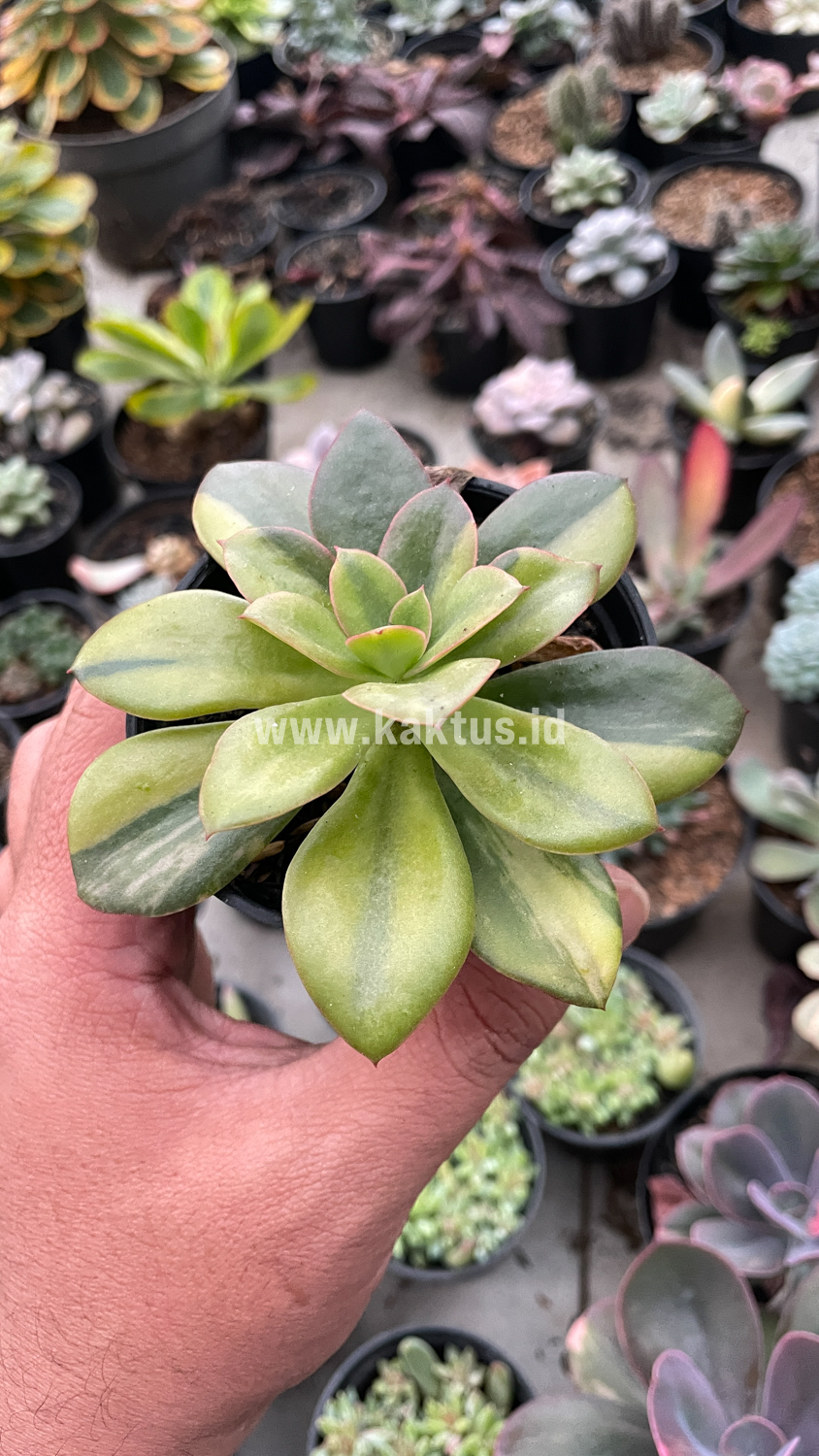 478. Echeveria Rubromarginata Aurea Variegated - Image 2