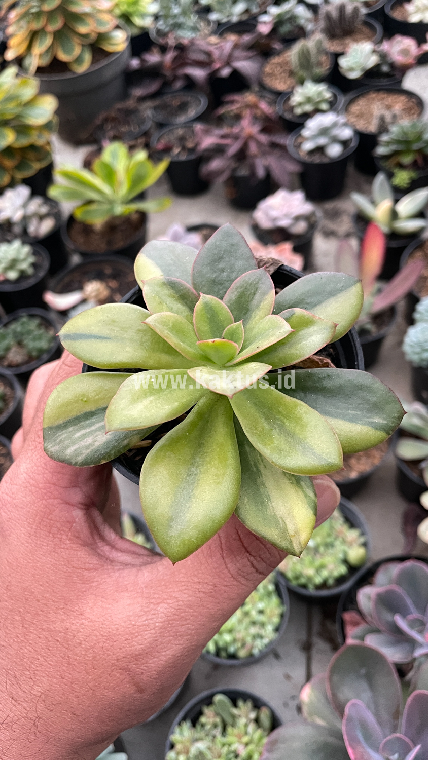 478. Echeveria Rubromarginata Aurea Variegated - Image 13