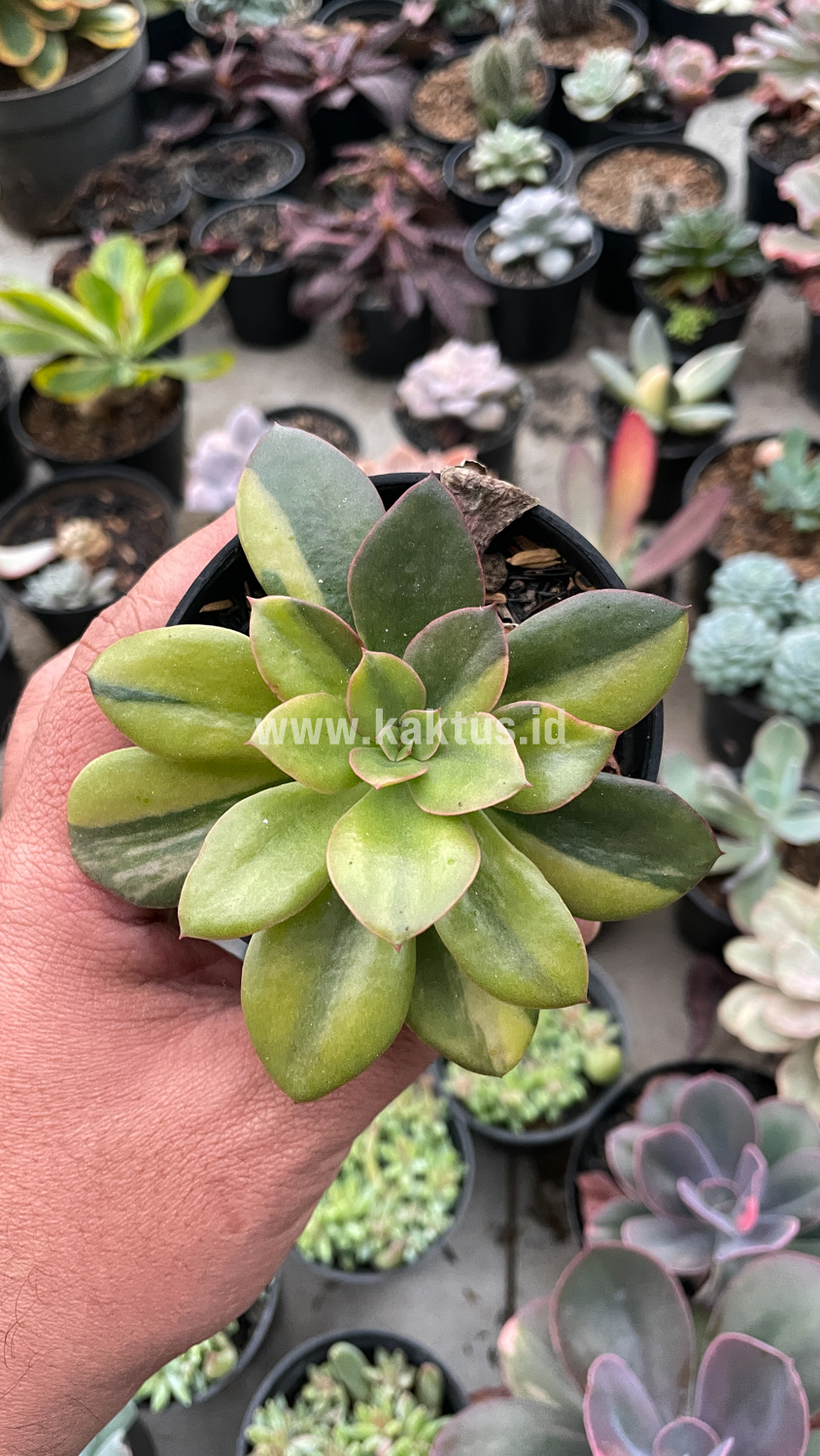 478. Echeveria Rubromarginata Aurea Variegated - Image 5