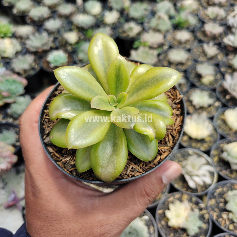 478. Echeveria Rubromarginata Aurea Variegated - Image 7