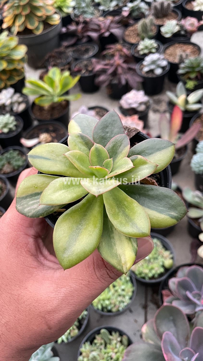 478. Echeveria Rubromarginata Aurea Variegated - Image 12