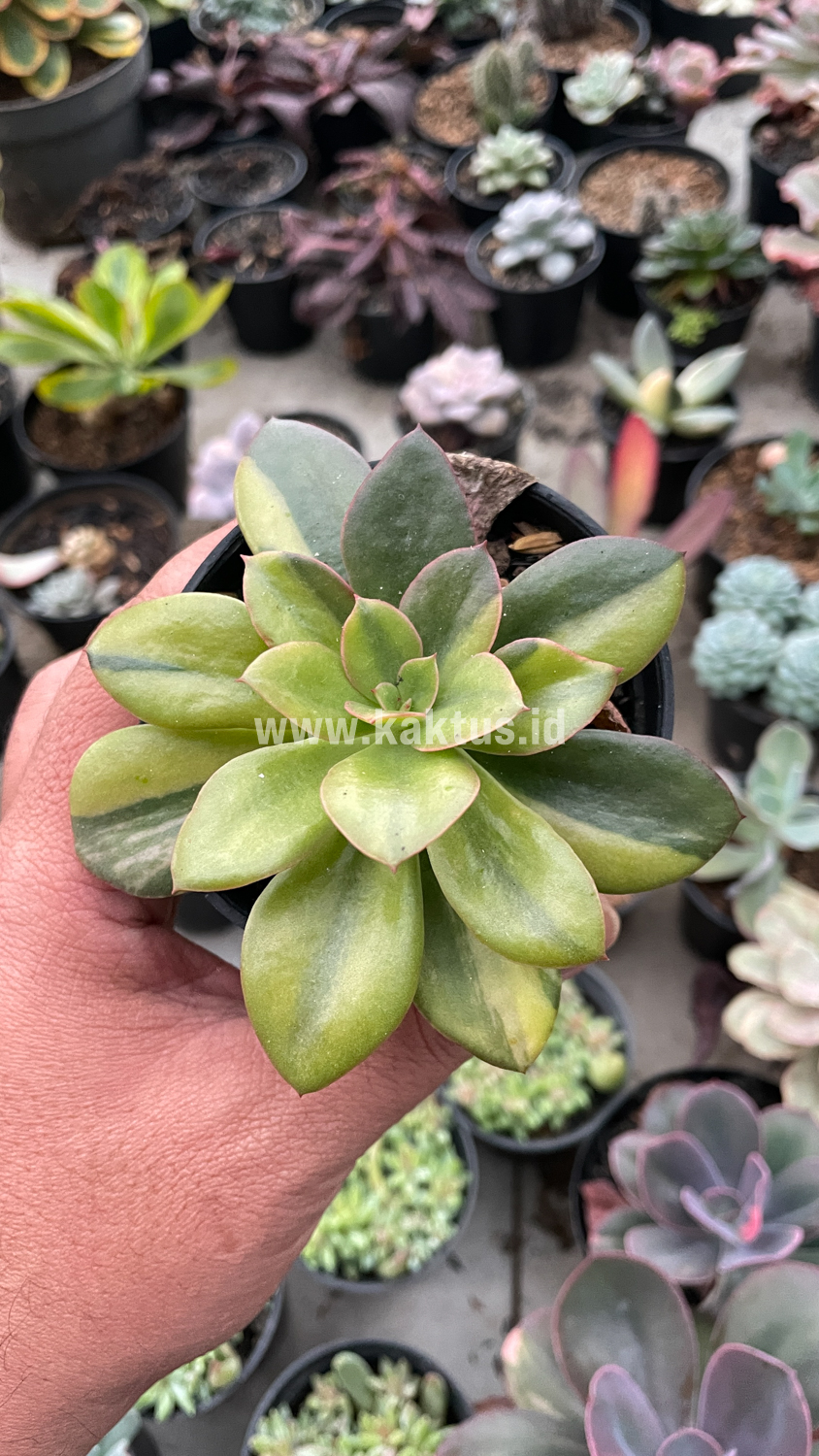 478. Echeveria Rubromarginata Aurea Variegated - Image 28